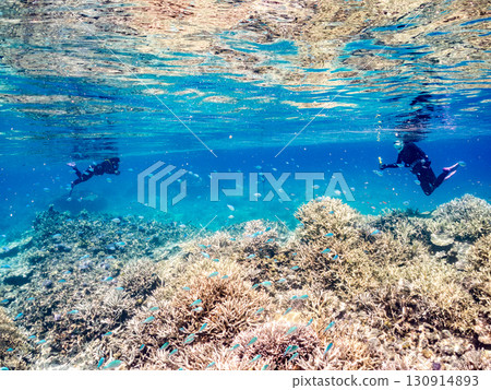 A school of blue-spotted damselfish, blue-spotted damselfish, and other fish. A huge coral reef and a school of tropical fish. Kabi Island, Okinawa Prefecture 130914893