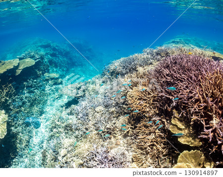 一群藍點雀鯛、藍點雀鯛和其他魚類。巨大的珊瑚礁和一群熱帶魚。沖繩縣卡比島 130914897