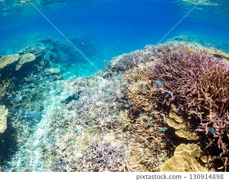 一群藍點雀鯛、藍點雀鯛和其他魚類。巨大的珊瑚礁和一群熱帶魚。沖繩縣卡比島 130914898