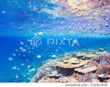 一群藍點雀鯛、藍點雀鯛和其他魚類。巨大的珊瑚礁和一群熱帶魚。沖繩縣卡比島 130914899
