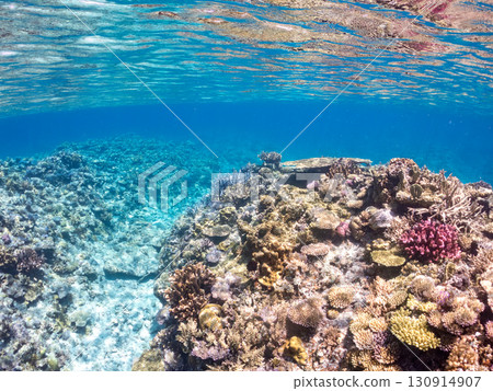 A school of blue-spotted damselfish, blue-spotted damselfish, and other fish. A huge coral reef and a school of tropical fish. Kabi Island, Okinawa Prefecture 130914907