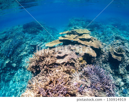 A school of blue-spotted damselfish, blue-spotted damselfish, and other fish. A huge coral reef and a school of tropical fish. Kabi Island, Okinawa Prefecture 130914919