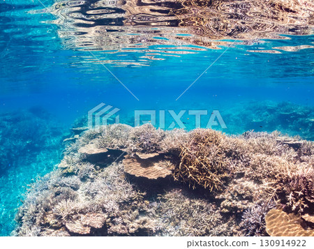 A school of blue-spotted damselfish, blue-spotted damselfish, and other fish. A huge coral reef and a school of tropical fish. Kabi Island, Okinawa Prefecture 130914922