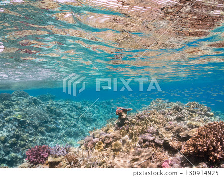 A school of blue-spotted damselfish, blue-spotted damselfish, and other fish. A huge coral reef and a school of tropical fish. Kabi Island, Okinawa Prefecture 130914925