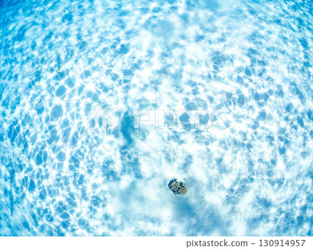 A school of blue-spotted damselfish, blue-spotted damselfish, and other fish. A huge coral reef and a school of tropical fish. Kabi Island, Okinawa Prefecture 130914957