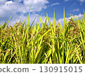 Rice ears 2 130915015