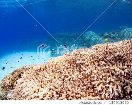 A school of blue-spotted damselfish, blue-spotted damselfish, and other fish. A huge coral reef and a school of tropical fish. Kabi Island, Okinawa Prefecture 130915073