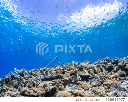 一群藍點雀鯛、藍點雀鯛和其他魚類。巨大的珊瑚礁和一群熱帶魚。沖繩縣卡比島 130915077