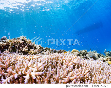 A school of blue-spotted damselfish, blue-spotted damselfish, and other fish. A huge coral reef and a school of tropical fish. Kabi Island, Okinawa Prefecture 130915078