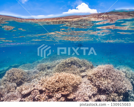 一群藍點雀鯛、藍點雀鯛和其他魚類。巨大的珊瑚礁和一群熱帶魚。沖繩縣卡比島 130915083