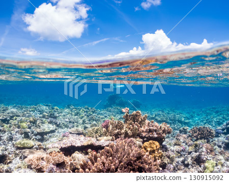 A school of blue-spotted damselfish, blue-spotted damselfish, and other fish. A huge coral reef and a school of tropical fish. Kabi Island, Okinawa Prefecture 130915092