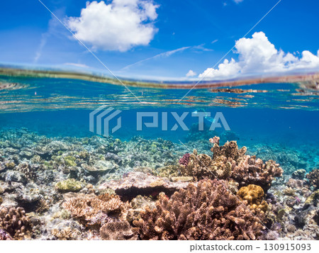 A school of blue-spotted damselfish, blue-spotted damselfish, and other fish. A huge coral reef and a school of tropical fish. Kabi Island, Okinawa Prefecture 130915093