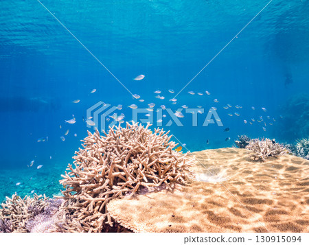 A school of blue-spotted damselfish, blue-spotted damselfish, and other fish. A huge coral reef and a school of tropical fish. Kabi Island, Okinawa Prefecture 130915094