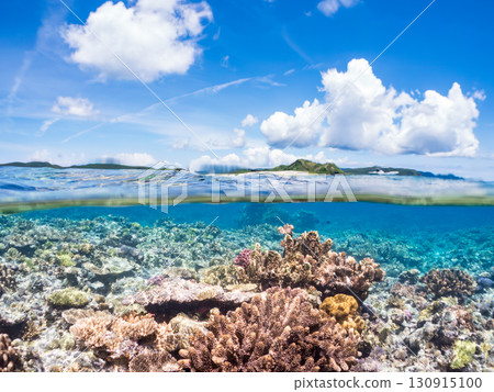 A school of blue-spotted damselfish, blue-spotted damselfish, and other fish. A huge coral reef and a school of tropical fish. Kabi Island, Okinawa Prefecture 130915100