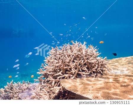 A school of blue-spotted damselfish, blue-spotted damselfish, and other fish. A huge coral reef and a school of tropical fish. Kabi Island, Okinawa Prefecture A school of blue-spotted damselfish, blue-spotted damselfish, and other fish. A huge coral reef and a school of tropical fish. Kabi Island, Okinawa Prefecture 130915111