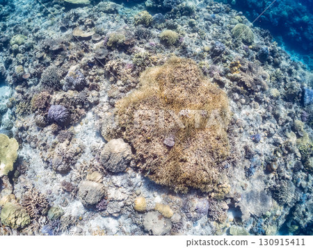 A school of blue-spotted damselfish, blue-spotted damselfish, and other fish. A huge coral reef and a school of tropical fish. Kabi Island, Okinawa Prefecture 130915411