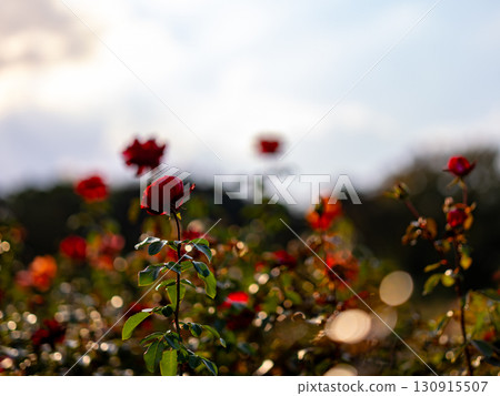 一朵紅玫瑰 一朵紅玫瑰 130915507