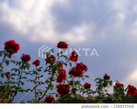 一朵紅玫瑰 一朵紅玫瑰 130915508