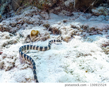 Erabu sea snake (Elapidae family) Huge coral reef and schools of tropical fish. Zamami Island and Kabi Island, Kerama Islands, Shimajiri District, Okinawa Prefecture Erabu sea snake (Elapidae family) Huge coral reef and schools of tropical fish. Zamami Island and Kabi Island, Kerama Islands, Shimajiri District, Okinawa Prefecture 130915524