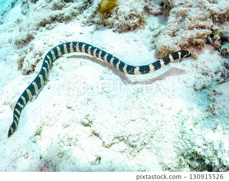Erabu sea snake (Elapidae family) Huge coral reef and schools of tropical fish. Zamami Island and Kabi Island, Kerama Islands, Shimajiri District, Okinawa Prefecture 130915526