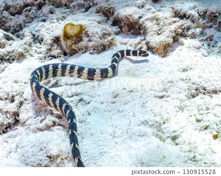 Erabu sea snake (Elapidae family) Huge coral reef and schools of tropical fish. Zamami Island and Kabi Island, Kerama Islands, Shimajiri District, Okinawa Prefecture Erabu sea snake (Elapidae family) Huge coral reef and schools of tropical fish. Zamami Island and Kabi Island, Kerama Islands, Shimajiri District, Okinawa Prefecture 130915528