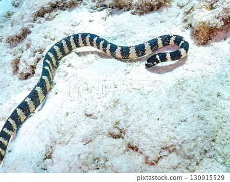 Erabu sea snake (Elapidae family) Huge coral reef and schools of tropical fish. Zamami Island and Kabi Island, Kerama Islands, Shimajiri District, Okinawa Prefecture 130915529