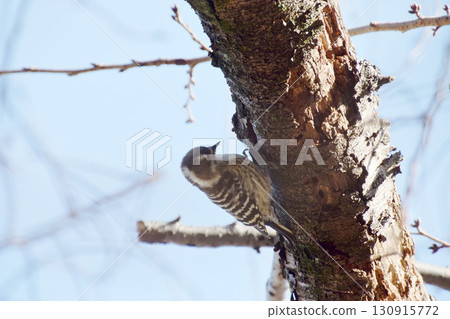 Japanese pygmy woodpecker / A Japanese pygmy woodpecker pecking at food on an old cherry tree on a spring day Japanese pygmy woodpecker / A Japanese pygmy woodpecker pecking at food on an old cherry tree on a spring day 130915772