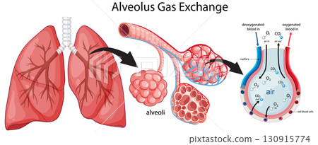 Human Lung Alveolus Gas Exchange Vector Diagram 130915774