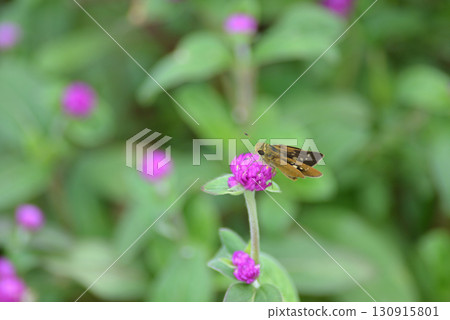 A butterfly resting on a red flower A butterfly resting on a red flower 130915801
