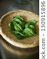 Harvesting basil leaves grown on the balcony 130915896