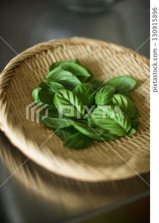 Harvesting basil leaves grown on the balcony 130915896