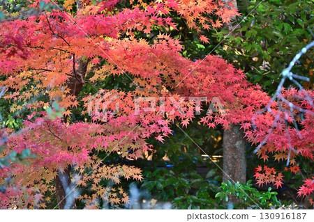 Autumn foliage along Kyoto's scenic "Philosopher's Path," one of Japan's best walking trails Autumn foliage along Kyoto's scenic "Philosopher's Path," one of Japan's best walking trails 130916187