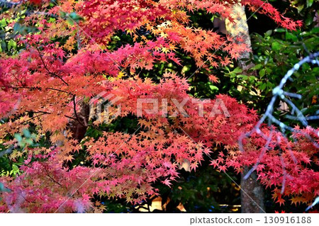 京都風景如畫的「哲學之道」沿途的秋葉,是日本最好的步道之一 京都風景如畫的「哲學之道」沿途的秋葉,是日本最好的步道之一 130916188