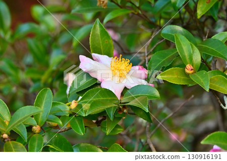 Japan's leading walking path: Kyoto's scenic "Philosopher's Path" when camellias bloom Japan's leading walking path: Kyoto's scenic "Philosopher's Path" when camellias bloom 130916191