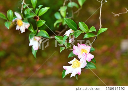 Japan's leading walking path: Kyoto's scenic "Philosopher's Path" when camellias bloom 130916192