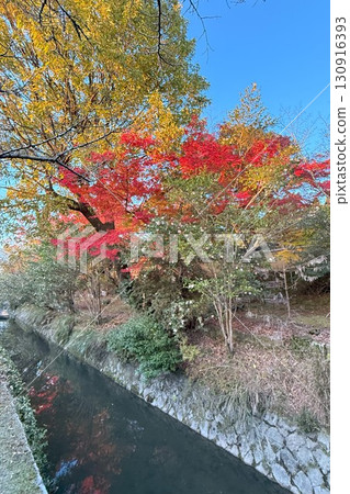 京都風景如畫的「哲學之道」沿途的秋葉,是日本最好的步道之一 京都風景如畫的「哲學之道」沿途的秋葉,是日本最好的步道之一 130916393