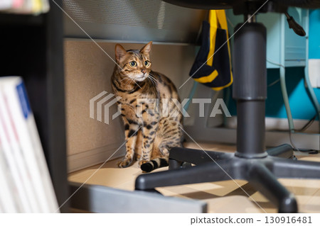 貓躲在桌子底下 貓躲在桌子底下 130916481