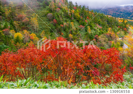 (群馬縣)沿著志賀草津道路的風景和秋葉景色 (群馬縣)沿著志賀草津道路的風景和秋葉景色 130916558