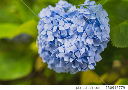 Hydrangeas at Hattasan Son'eiji Temple in Fukuroi City (Shizuoka Prefecture) 130916779