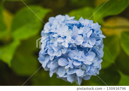 Blue hydrangeas in bloom (Shizuoka Prefecture) Blue hydrangeas in bloom (Shizuoka Prefecture) 130916796