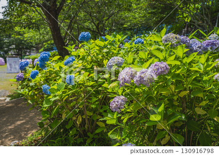 Hydrangeas at Hattasan Son'eiji Temple in Fukuroi City (Shizuoka Prefecture) 130916798