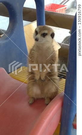 沙漠動物狐獴 130916799