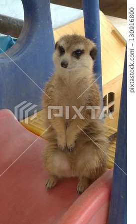 沙漠動物狐獴 130916800