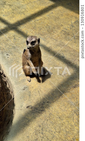 沙漠動物狐獴 130916801