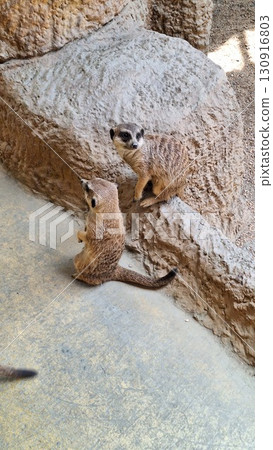 沙漠動物狐獴 130916803