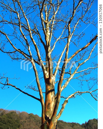 Winter scenery of the 21st Century Forest and the dead summer camellia trees in the square 130917066