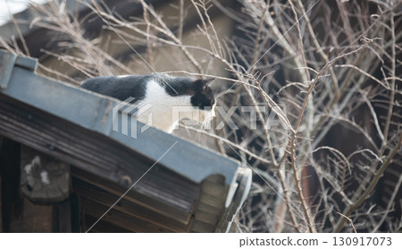 Black and white cat walking on the roof Black and white cat walking on the roof 130917073