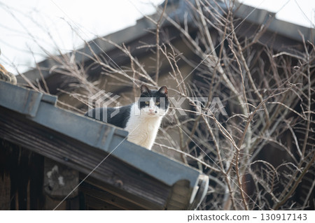 Black and white cat walking on the roof Black and white cat walking on the roof 130917143