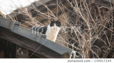 Black and white cat walking on the roof 130917144