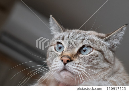 Staring cat Siamese tabby cat 130917523